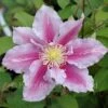 Clematis Piilu -Classic Roses Sales Store clematis piilu bm 2015 12 1000px