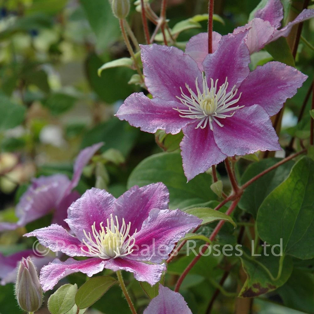 Clematis Piilu 7 Clematis Piilu - Image 5