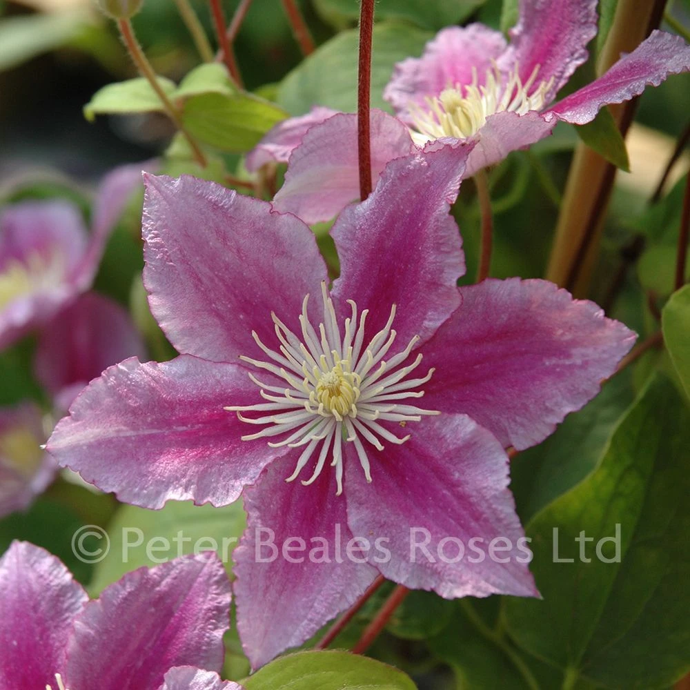 Clematis Piilu 6 Clematis Piilu - Image 4