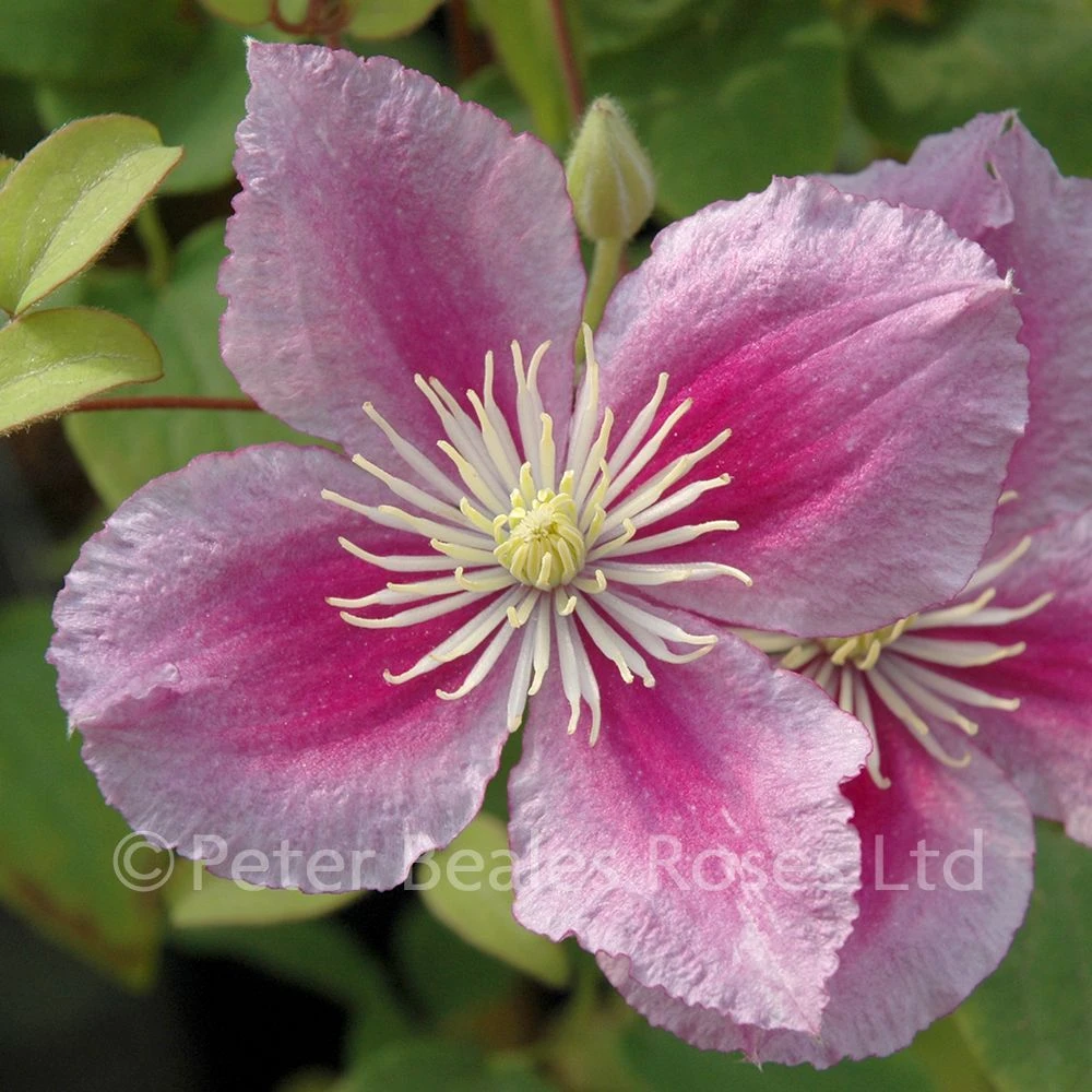 Clematis Piilu 4 Clematis Piilu - Image 2