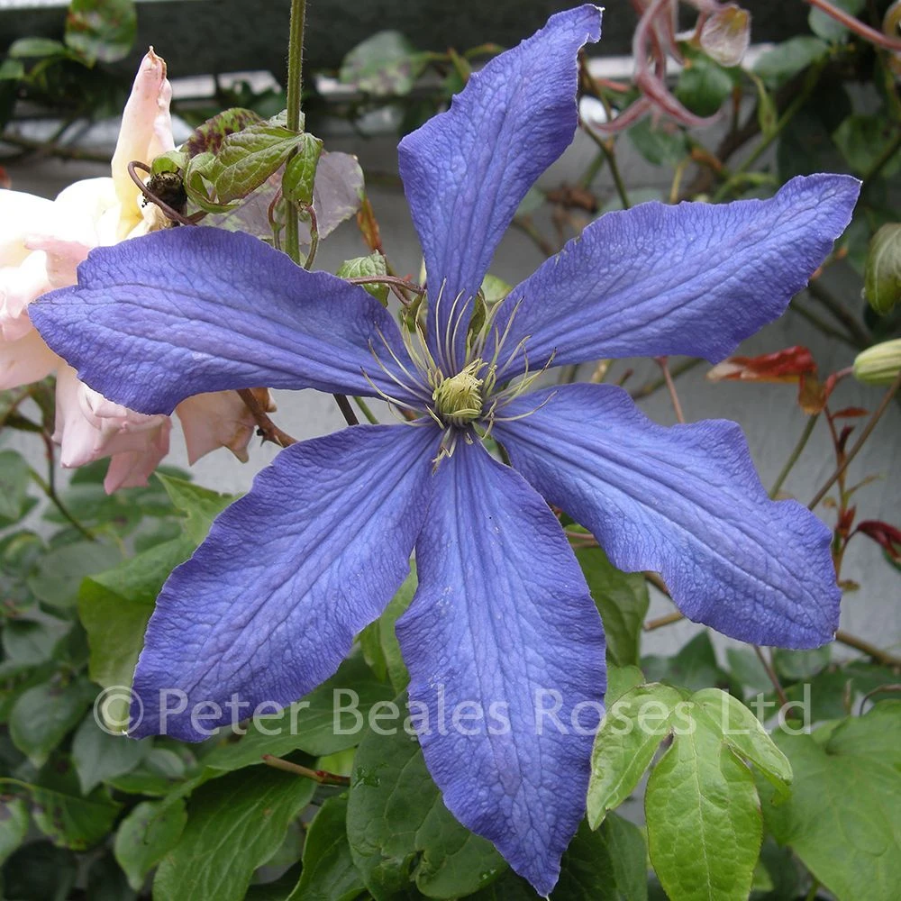 Clematis Rhapsody 6 Clematis Rhapsody - Image 4