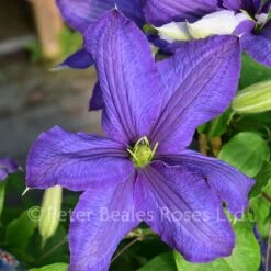Clematis Rhapsody 11 Clematis Rhapsody -Classic Roses Sales Store clematis rhapsody bm 2017 10 1000px