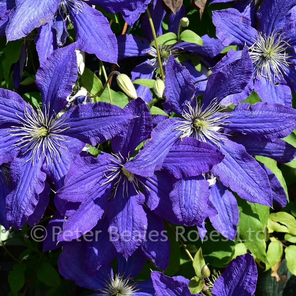 Clematis Rhapsody 4 Clematis Rhapsody - Image 2