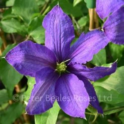 Clematis Rhapsody 9 Clematis Rhapsody -Classic Roses Sales Store clematis rhapsody bm 2017 5 1000px