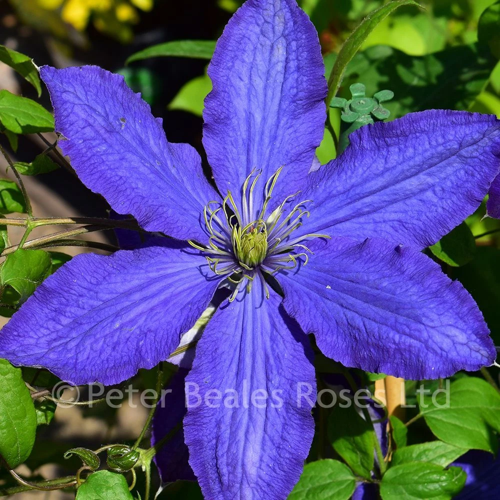 Clematis Rhapsody 3 Clematis Rhapsody