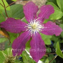 Clematis Rosemoor