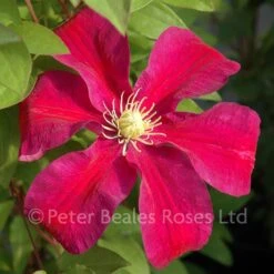 Clematis Sunset