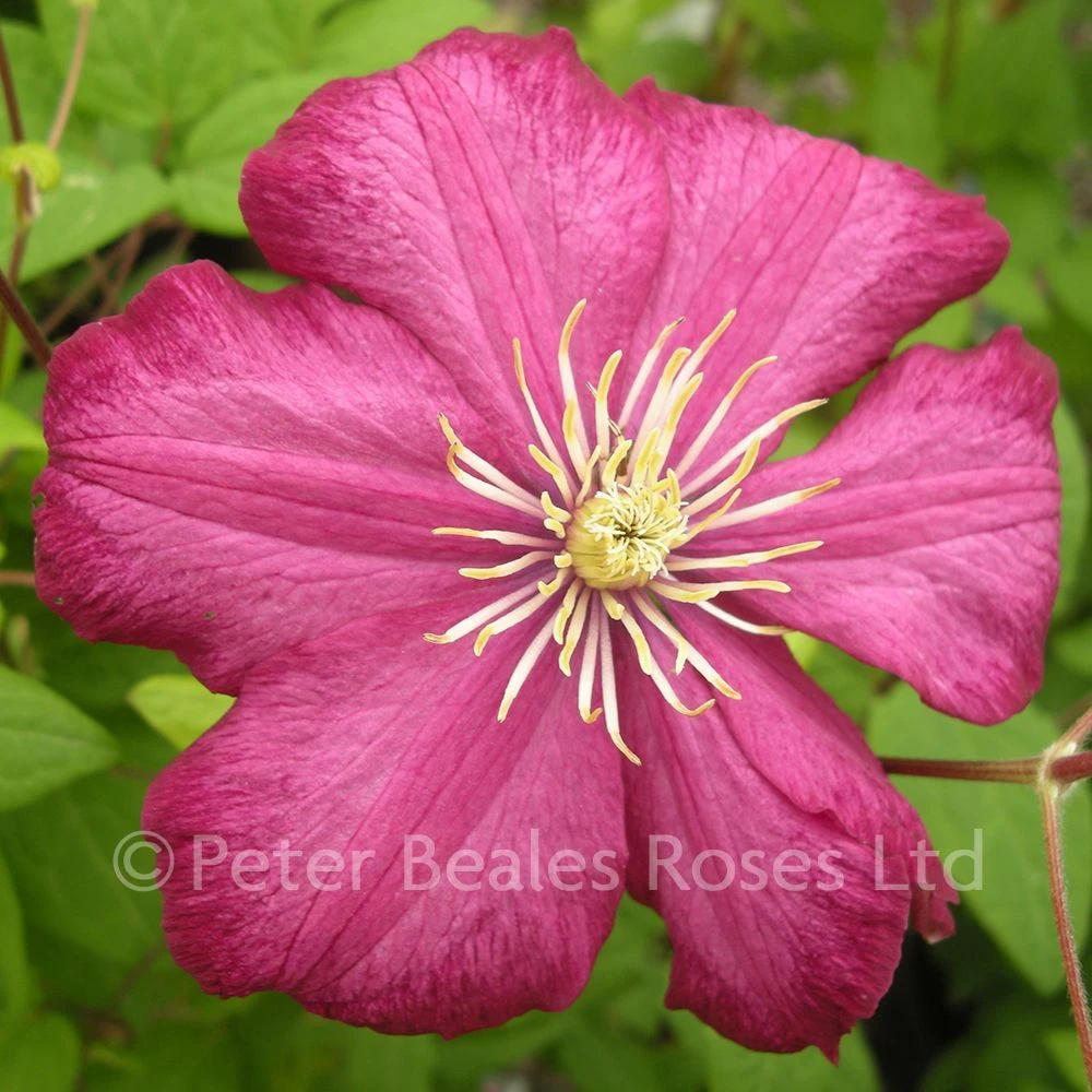 Clematis Ville De Lyon 3 Clematis Ville De Lyon - Image 2