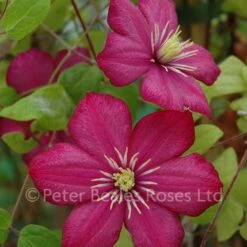 Clematis Ville De Lyon 9 Clematis Ville De Lyon -Classic Roses Sales Store clematis ville de lyon bm 2015 4 1000px