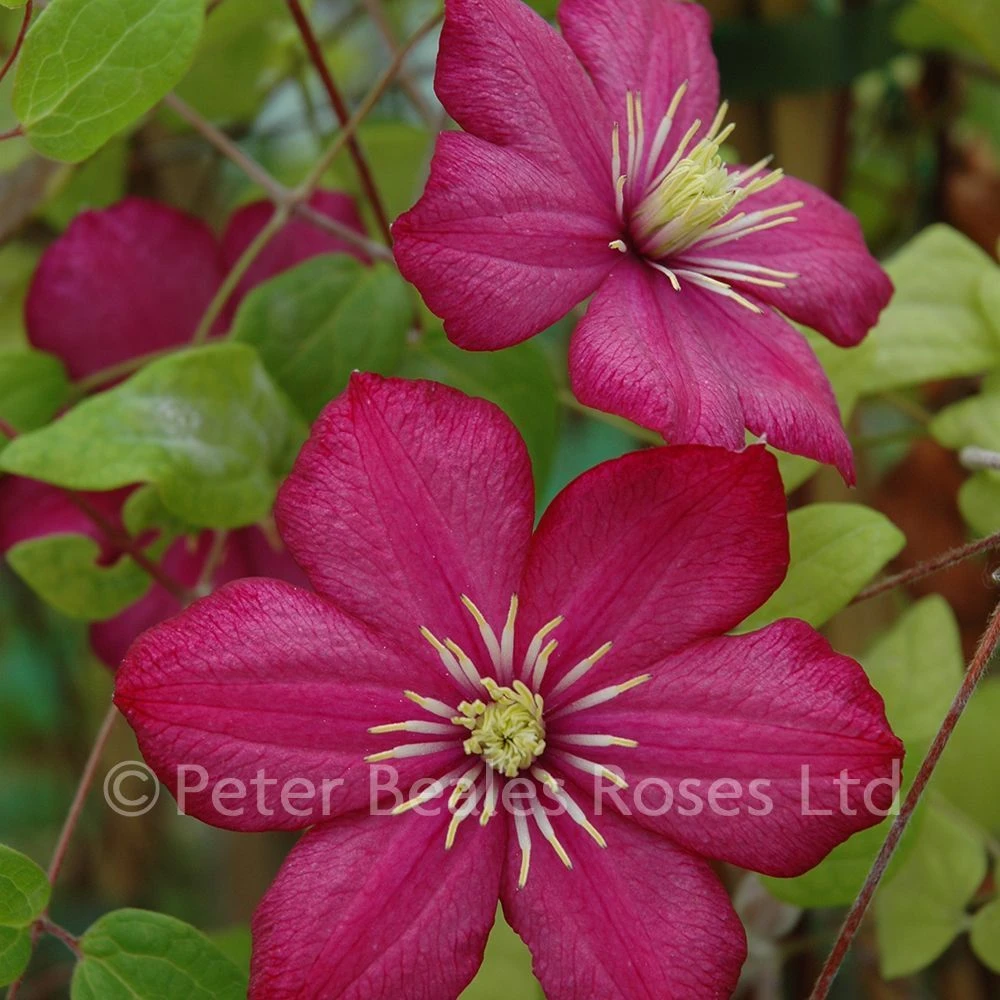 Clematis Ville De Lyon 5 Clematis Ville De Lyon - Image 4