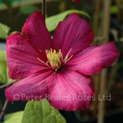 Clematis Ville De Lyon 8 Clematis Ville De Lyon -Classic Roses Sales Store clematis ville de lyon bm 2015 9 1000px