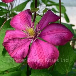 Clematis Ville De Lyon