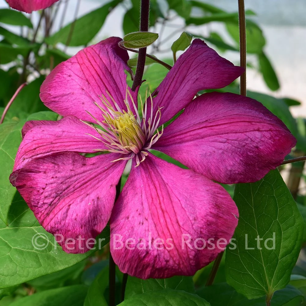 Clematis Ville De Lyon 2 Clematis Ville De Lyon