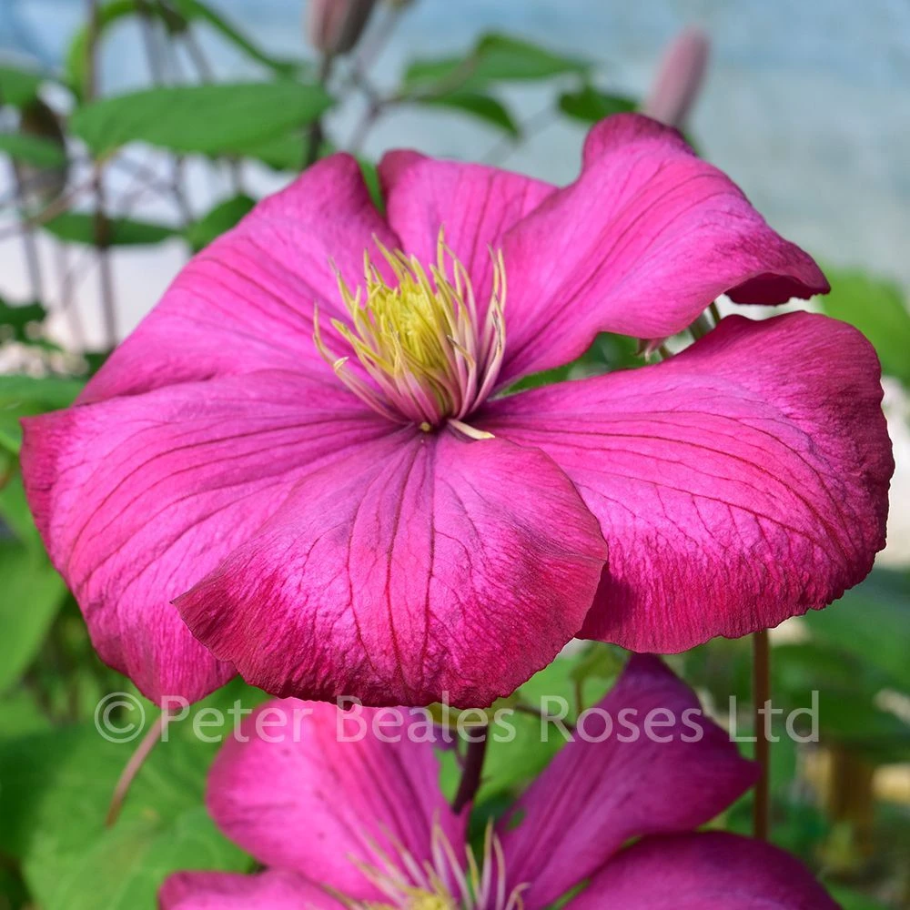 Clematis Ville De Lyon 6 Clematis Ville De Lyon - Image 5