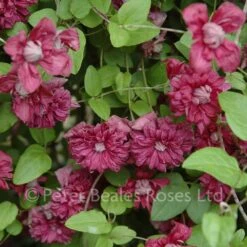 Clematis Viticella Purpurea Plena Elegans -Classic Roses Sales Store clematis viticella purpurea plena elegans bm 2015 10 1000px