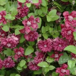 Clematis Viticella Purpurea Plena Elegans -Classic Roses Sales Store clematis viticella purpurea plena elegans bm 2015 1 1000px