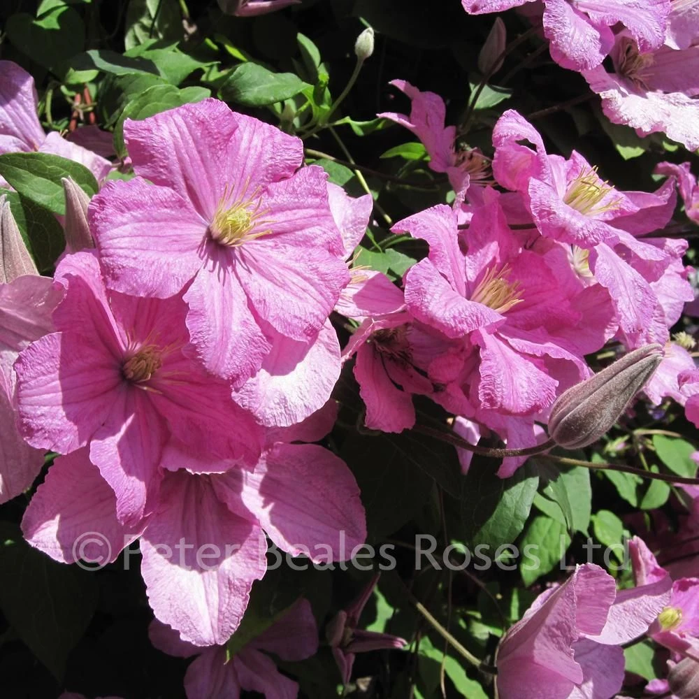 Clematis Comtesse De Bouchard 3 Clematis Comtesse De Bouchard