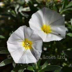 Convolvulus Cneorum (Silverbush)