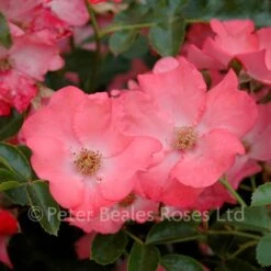 Coral Flower Carpet (Procumbent Rose)
