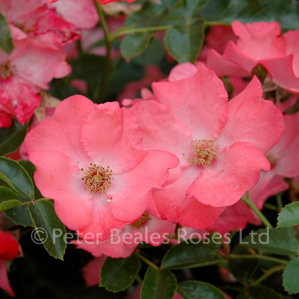 Coral Flower Carpet (Procumbent Rose) 3 Coral Flower Carpet (Procumbent Rose)