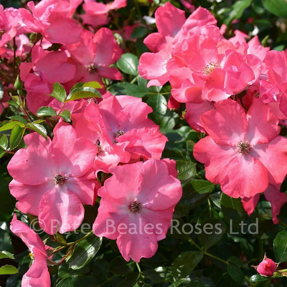 Coral Flower Carpet (Procumbent Rose) 4 Coral Flower Carpet (Procumbent Rose) - Image 2