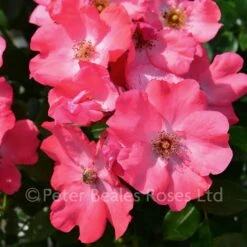 Coral Flower Carpet (Procumbent Rose) 11 Coral Flower Carpet (Procumbent Rose) -Classic Roses Sales Store coral flower carpet bm 2017 7 1000px 1