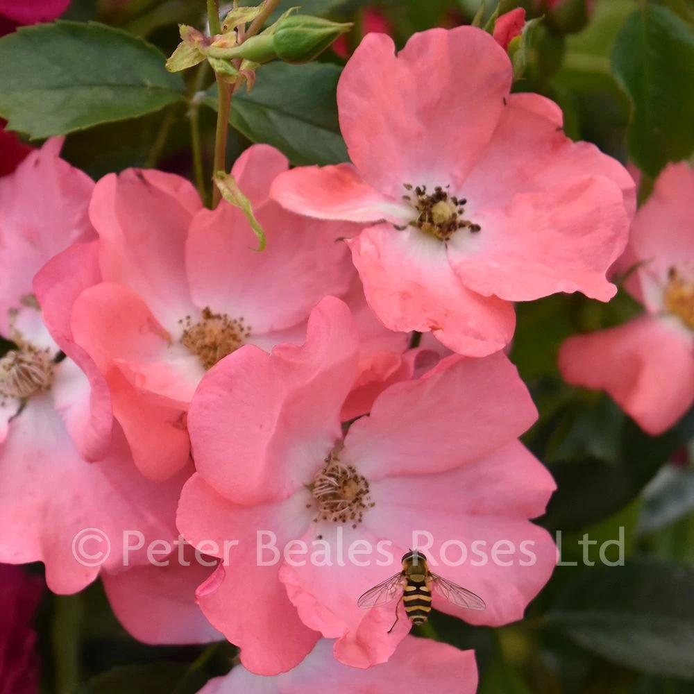 Coral Flower Carpet (Procumbent Rose) 5 Coral Flower Carpet (Procumbent Rose) - Image 3