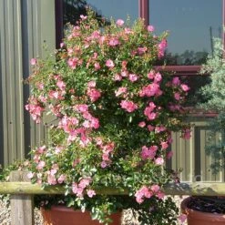 Coral Flower Carpet (Procumbent Rose) 10 Coral Flower Carpet (Procumbent Rose) -Classic Roses Sales Store coral flower carpetz 1000px