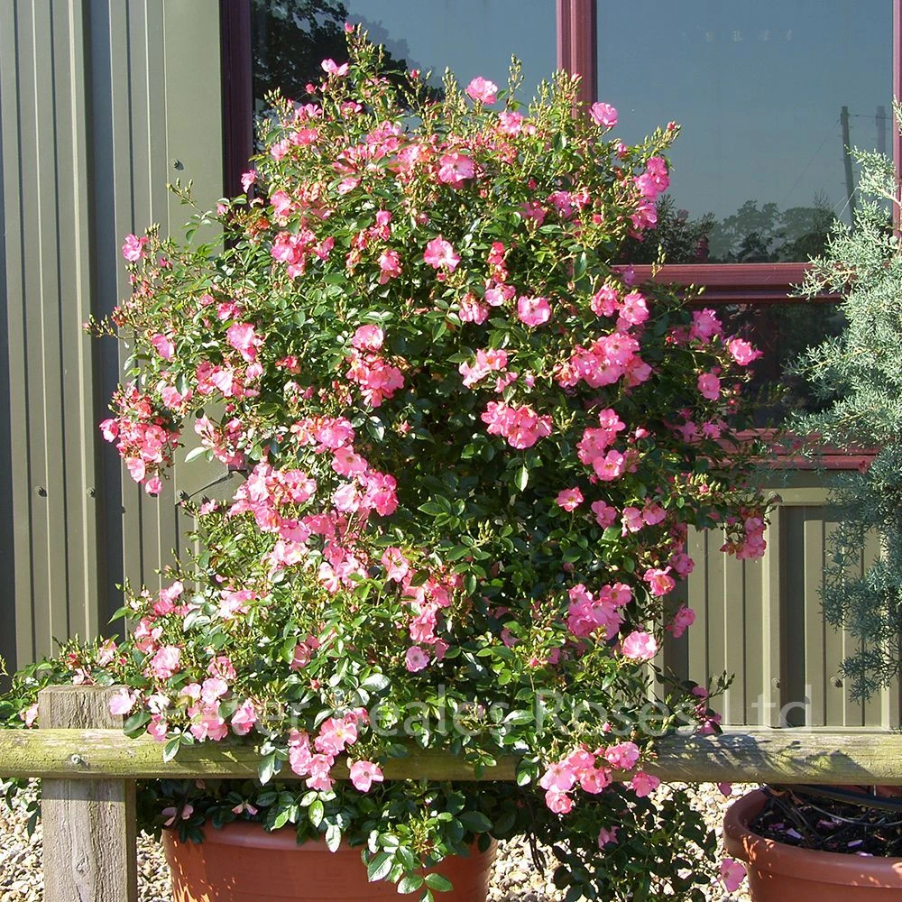 Coral Flower Carpet (Procumbent Rose) 6 Coral Flower Carpet (Procumbent Rose) - Image 4