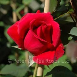 Classic Roses Sales Store -Classic Roses Sales Store crimson glory climber bm 2015 3 1000px