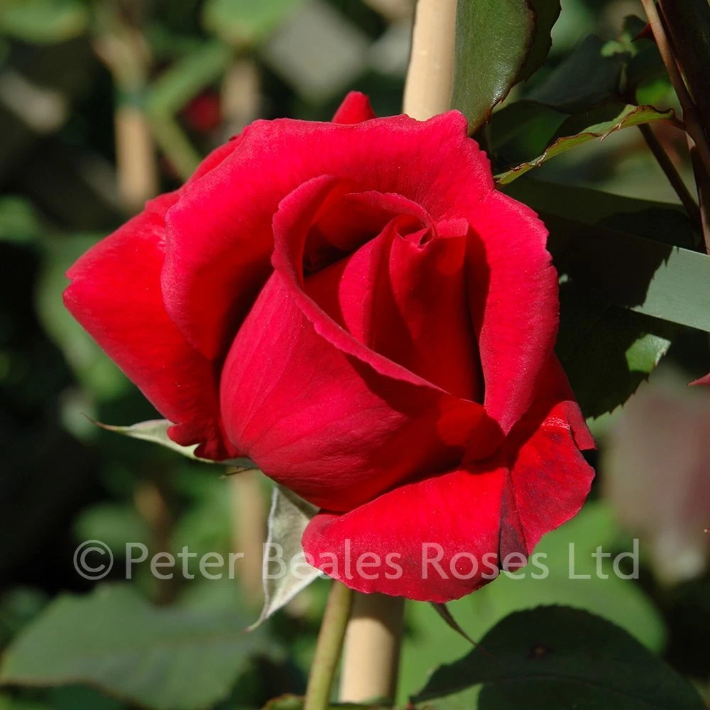 Crimson Glory Climber (Climbing Rose) 4 Crimson Glory Climber (Climbing Rose) - Image 2