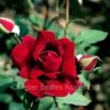 Crimson Glory Climber (Climbing Rose) 1 Crimson Glory Climber (Climbing Rose) -Classic Roses Sales Store crimson gloryver2 1000px 1