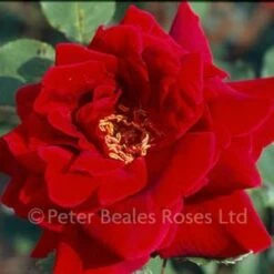 Crimson Glory (Bush Rose) -Classic Roses Sales Store crimsonglory300 70