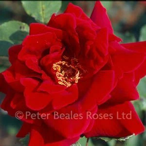 Crimson Glory Climber (Climbing Rose) 5 Crimson Glory Climber (Climbing Rose) - Image 3