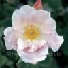 Cupid (Climbing Rose) 1 Cupid (Climbing Rose) -Classic Roses Sales Store cupidver2 1000px