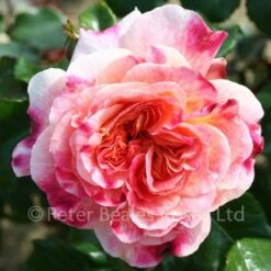 Designer Sunset (Patio Standard)