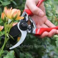 Darlac DP30 Professional Pruner