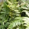 Dryopteris Erythrosora (Buckler Fern) 2 Dryopteris Erythrosora (Buckler Fern) -Classic Roses Sales Store dryopteris erythrosora2 1000px
