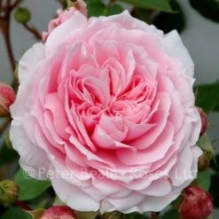 Dunham Massey (Shrub Rose)