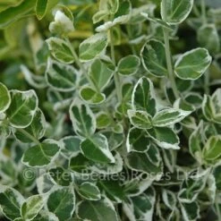 Euonymus Fortunei Emerald Gaiety (Spindletree)