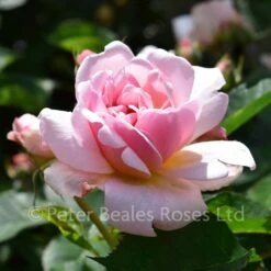 Felicia (Shrub Standard)