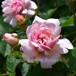 Felicia (Shrub Standard) -Classic Roses Sales Store felicia bm 2016 1 1000px 2