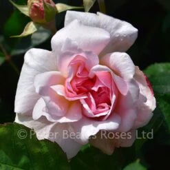 Felicia (Shrub Standard) -Classic Roses Sales Store felicia bm 2016 6 1000px 2
