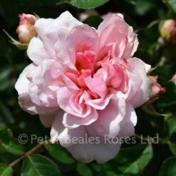 Felicia (Shrub Standard) -Classic Roses Sales Store felicia bm 2016 8 1000px 2