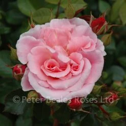 Festive Jewel (Shrub Rose) -Classic Roses Sales Store festive jewel bm 2015 3 1000px