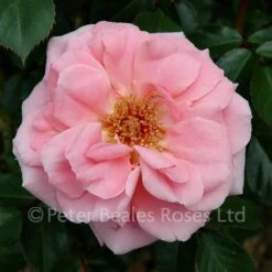 Festive Jewel (Shrub Rose) -Classic Roses Sales Store festive jewel bm 2015 4 1000px