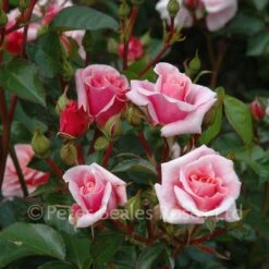 Festive Jewel (Shrub Rose) -Classic Roses Sales Store festive jewel bm 2015 7 1000px
