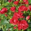 Cherry Flower Carpet (Procumbent Rose) -Classic Roses Sales Store flower carpet cherry 16 b 18 1000px