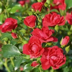 Cherry Flower Carpet (Procumbent Rose)