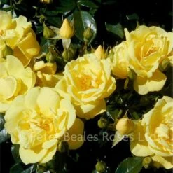 Gold Flower Carpet (Procumbent Rose) 8 Gold Flower Carpet (Procumbent Rose) -Classic Roses Sales Store flower carpet gold4 1000px